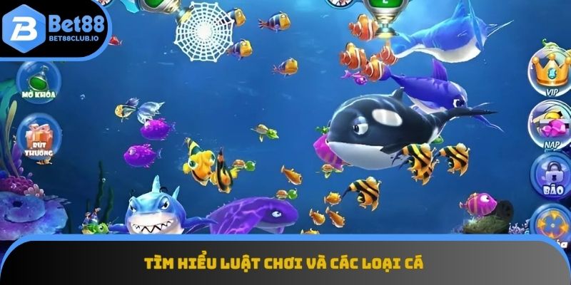 Nắm rõ luật chơi và đặc tính từng loài cá