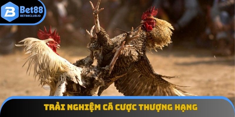 Trải nghiệm cá cược thượng hạng và đẳng cấp tại đá gà BET88