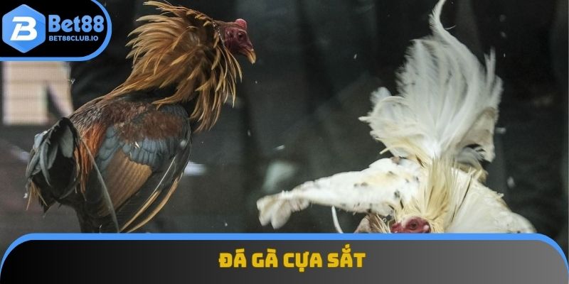 Đá gà cựa sắt