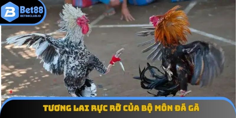Tương lai phát triển rực rỡ của bộ môn đá gà ra sao