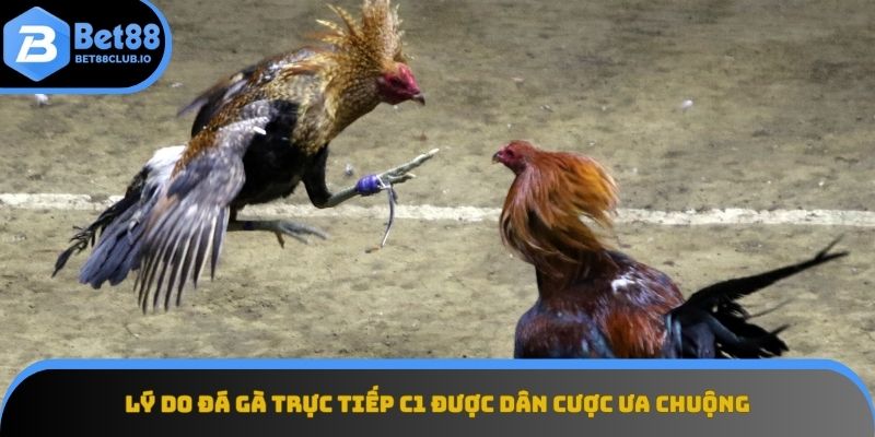 Trải nghiệm kịch tính của Đá gà trực tiếp C1