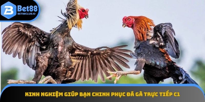 Những bí quyết thành công khi tham gia Đá gà trực tiếp