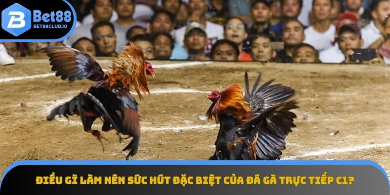 Sức hút đặc biệt của đá gà trực tiếp tại C1